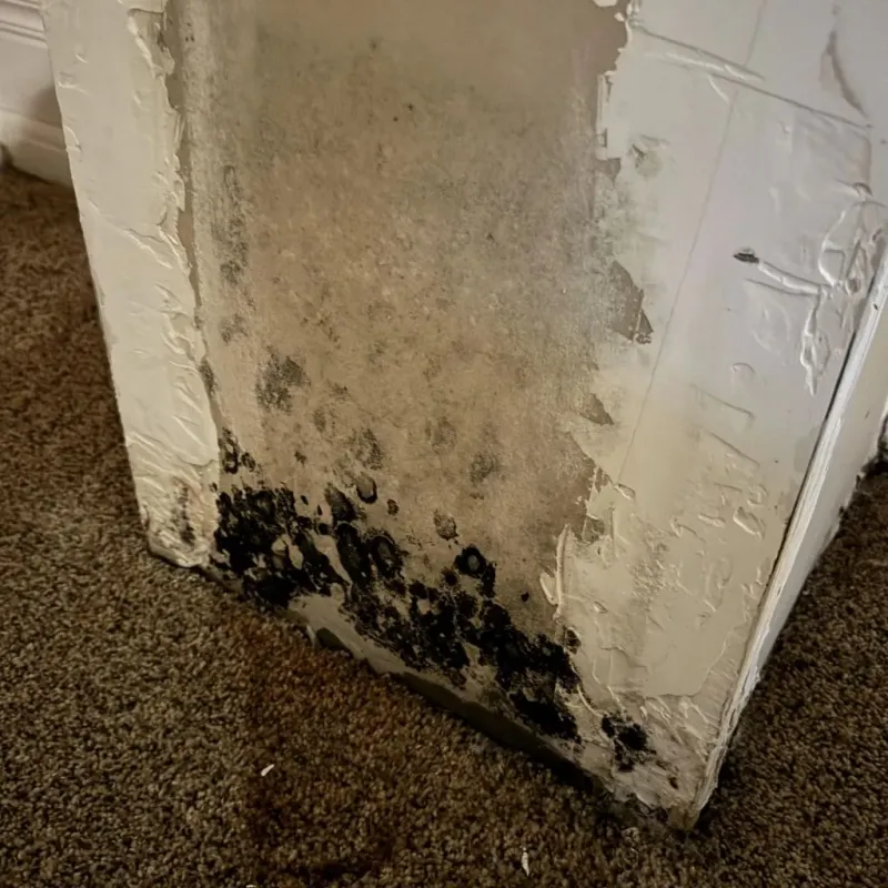 Professional Mold Removal in Westminster, LA